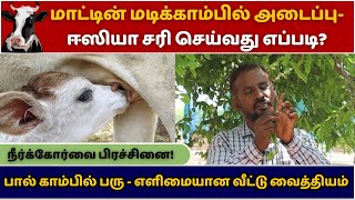 மடி காம்பில் அடைப்பு- செலவு இல்லாத மருத்துவம்! cow farming | Tamilnadu | farmer