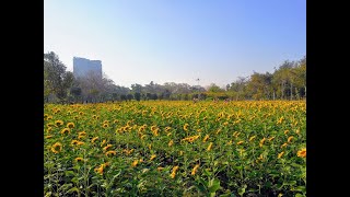 พาวิ่งชมทุ่งทานตะวันกลางกรุงเทพ🌻สวนรถไฟ #ทุ่งทานตะวัน #สวนรถไฟ #ทุ่งทานตะวันกลางกรุง #วิ่ง #flower