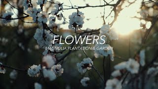 Music Travel Love - Flowers (Miley Cyrus)(Acoustic Cover)(Lyric Video)