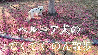 【ダックスヘルニア】ヘルニアになった子のリハビリ散歩🎵 【カニンヘンダックスのんの】