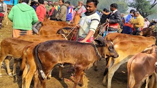 আজ ২৯ জানুয়ারি ২৫ | সবচেয়ে ছোট ছোট ষাঁড় ও বকনা বাছুরের দাম | আমবাড়ি হাট