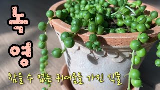 진주목걸이 식물 녹영/동글동글 귀여운 콩란/콩난/녹영키우기#String of pearls#String of beads