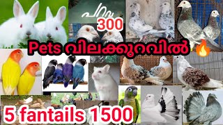 പറവ 300🔥5 Fantails 1500😍5മുയൽ 1000|5 Frill 8000🔥കിടിലൻ offers😍 pets in low rate🔥AffricanLove birds❤