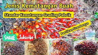 Kategori Buah Kelapa Sawit dari Kematangannya