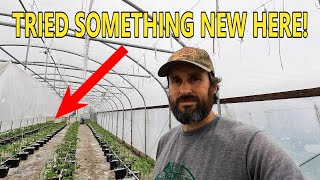 TRANSPLANTING OUR FINAL HYDROPONIC TOMATO GREENHOUSE