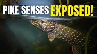 Pike Don't Chase | Here's Why They're Evolution's Perfect Ambush Predator