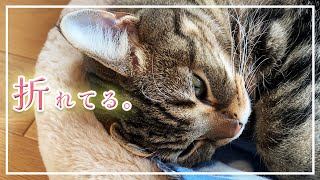 【ほっけ】猫の寝相を見ていると耳が痛くなる。笑【アメショ】