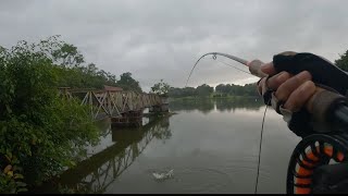 PEACOCK BASS TASIK AYER KEROH MELAKA | FLY FISHING