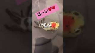 お返事してくれる金魚🐟♥️