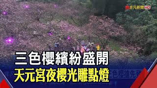 淡水天元宮浪漫櫻花季登場 限定櫻花秘境首度公開 賞夜櫻超夢幻!｜非凡財經新聞｜20230119