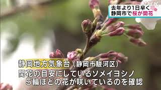 静岡市 サクラが開花｜03月27日 静岡県のニュース