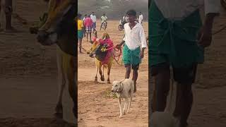 💥வார வேடிக்கை ராஜா நடையுடன் வந்த காளை