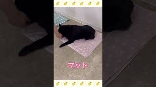 犬のようちえん・ほいくえん・お泊りトレーニング＃スキッパーキ#犬のしつけ#shorts