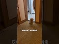 baby dog cutedog dailylife meatball 养了它七年，关键时刻还得它…… 龙肉球 成精的萌宠 萌宠