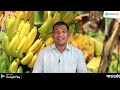 केळी घड व्यवस्थापन banana bunch management