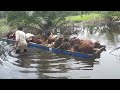 Menyebrangkan buah sawit dengan drum plastik yang di belah dua di sungai amazone (MINARKA channel)