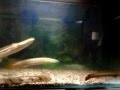 Polypterus & Knifefish 3.mp4