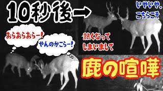 鹿の喧嘩【最後まで見て！！我に帰る鹿たち。笑】PART⑦特別展「カメラは見た！動物たちの素顔」ちょっと笑える動物たちの姿をぜひ見にきてね！〜美幌博物館〜（北海道美幌町）（Hokkaido.Japan）