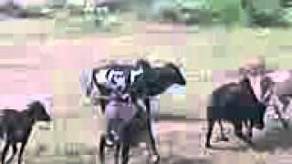 बैलांची झुंज AT POST KHONDE