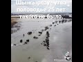 Половодье река шынгырлау утва такого 25 лет не было