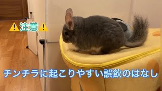 【注意喚起】チンチラにありがちな誤飲について＃chinchilla