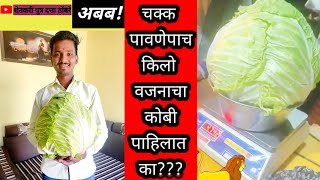 अबब! चक्क पाऊनेपाच किलो वजनाचा कोबी | एवढा मोठा कोबी तुम्ही पाहिलात का