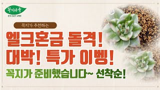 [4월15일]엘크혼금 출동!착한가격!/꼭지가 추천하는 핫한 금다육