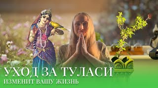 🪴Туласи как вырастить дома и как это повлияет на вашу жизнь 🌿