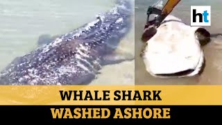 Watch: Whale shark carcass washed ashore in Tamil Nadu, autopsy conducted