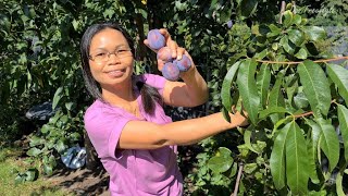 large delicious plum picking -เก็บลูกพรุนลูกใหญ่ๆที่แสนอร่อยในสวนค่ะ-große leckere Pflaumen pflücken