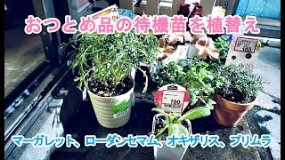 【ガーデニングDIY】おつとめ品の残ってる待機苗を植替え（マーガレット、プリムラ、ローダンセマム、オキザリス）