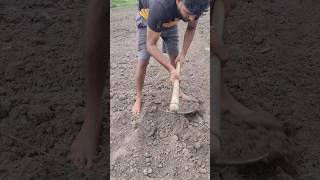 மல்பெரி  நடவு முறை |plantation of mulberry #mulberrytree #feed #agriculture #farmer #shortsvideo