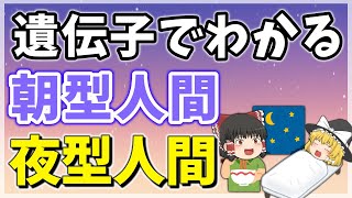 【ゆっくり解説】あなたはどっち？遺伝子でわかる朝型人間と夜型人間＃ゆっくり解説＃遺伝子＃朝型＃夜型