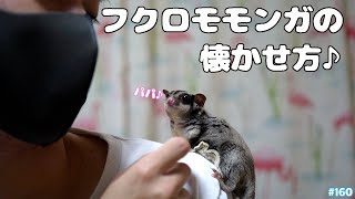 フクロモモンガ(モモ)の懐かせ方のご紹介♪