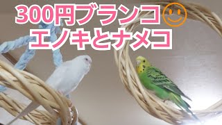 ダイソーのリースで300円ブランコ。乗ってくれた🎵エノキとナメコ　セキセイインコ　budgie