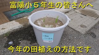 富陽小バケツ稲の田植え指導動画・2020