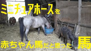 【ミニチュアホース】【北海道和種】ミニチュアホースを赤ちゃんだと思った馬