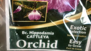 New Bag Babies. Better Gro Orchids. Cheap Orchid Haul!