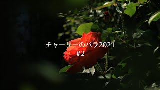 チャーリーのバラ2021＃2【ローズガーデン・ガーデニング】