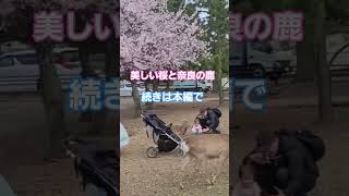 【奈良公園】美しい桜と外国人観光客と鹿 #deer #animals #動物