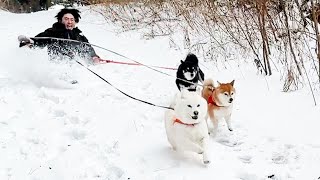 주인이 눈길에 미끄러져 넘어져도 강아지가 관심 없는 이유 ㅋㅋㅋ