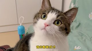 小猫咪大福给大家拜年啦，祝大家新年快乐～