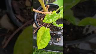 Caladium Hilo Beauty  @tsnorthwesttropicals4078