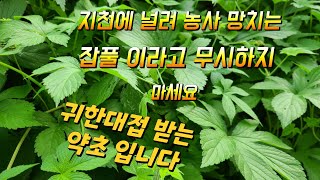 잡초취급 받는 환삼덩굴 식용과 약용 으로 귀한대접 받는 약초