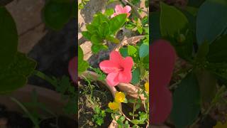 Beautiful Chinese hibiscus 🌺 #flowers #garden  #gardenflowerplants #shortsfeed #shorts