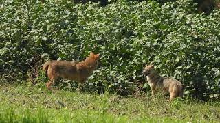 মেয়ে মানুষের একটু ভাব বেশি