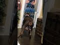 😱 doberman attacks woman