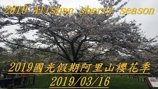 2019/03/16國光假期阿里山櫻花季(現場收音版) 2019 Alishan cherry season