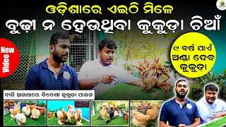 ବୁଢ଼ୀ ହେଉନଥିବା 🐓କୁକୁଡ଼ା ଚିଆଁ | Bidesi kukuda farm in odisha |Poultry farming in odisha #kukudachasa