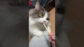 歯磨きおやつなのにペロペロしちゃう猫 #shorts #cat #サイベリアン #猫 #修一朗ボイス #tiktok  #ねこ